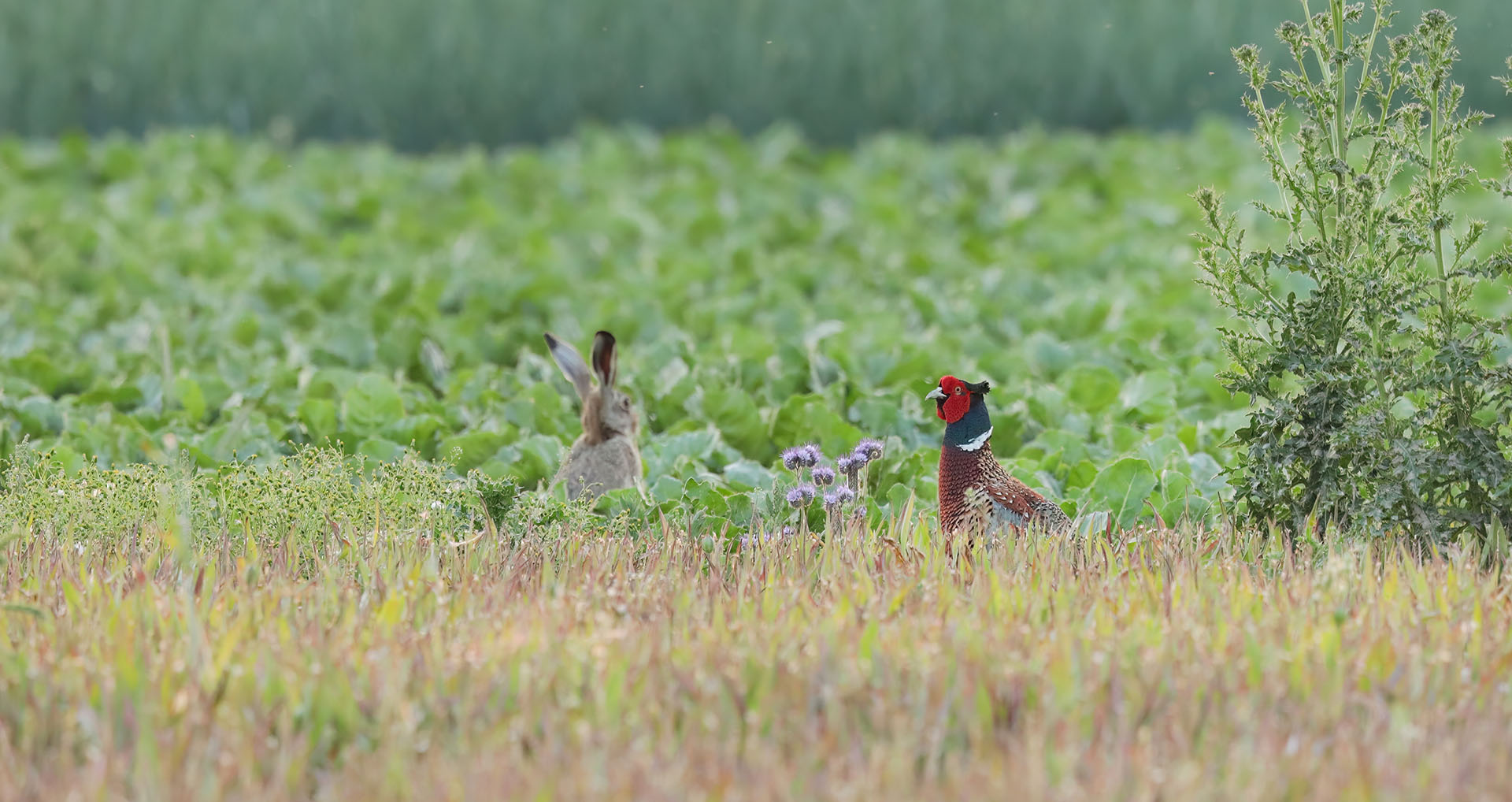 Proeftuin Van Pallandtpolder