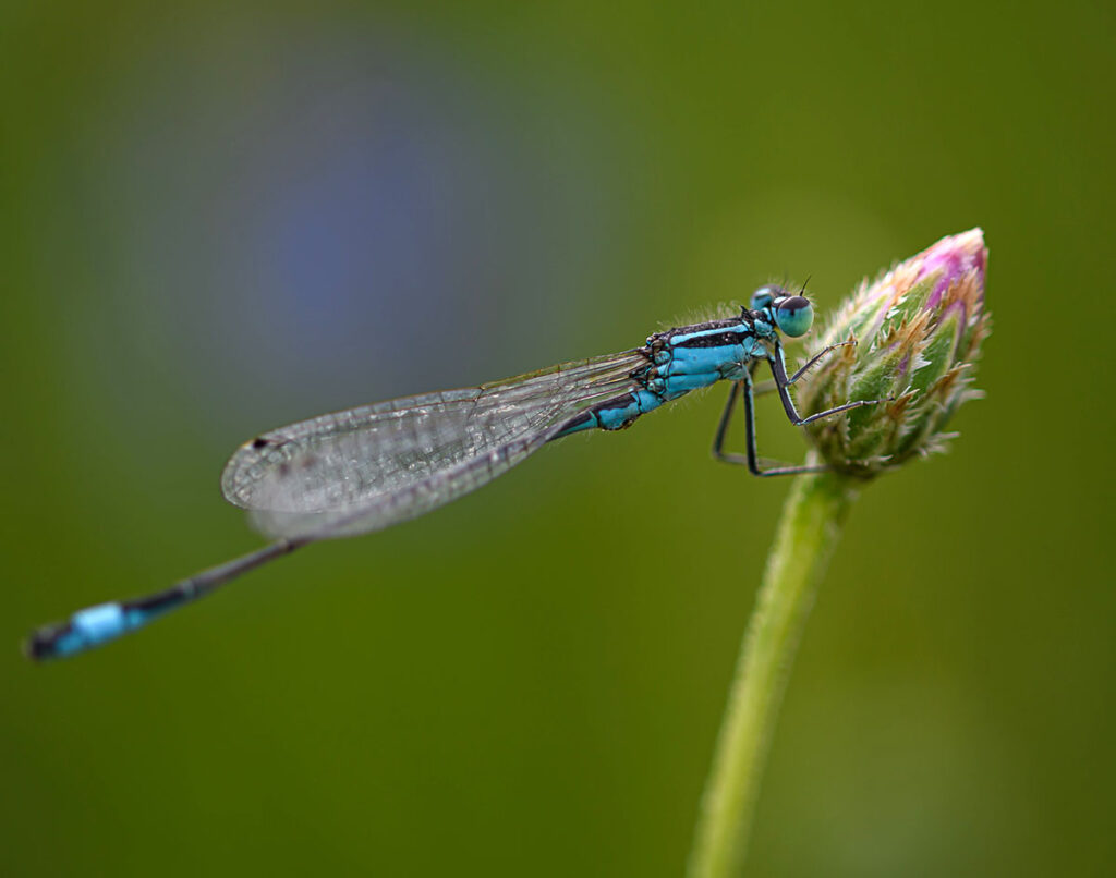 Van Pallandtpolder - Libelle